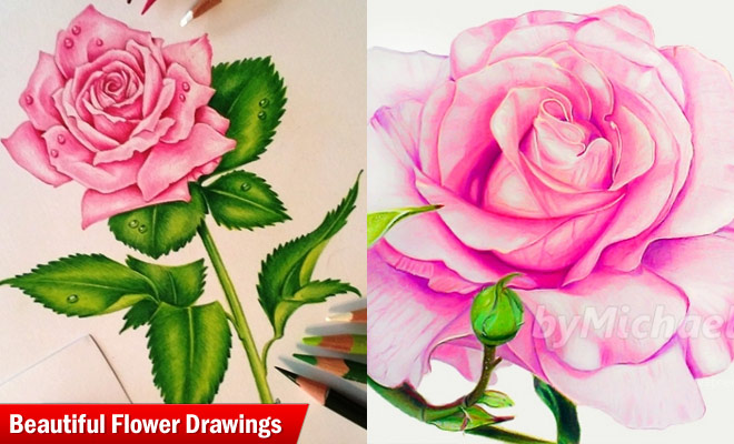 30 Beautiful Flower Drawings  Art and Design