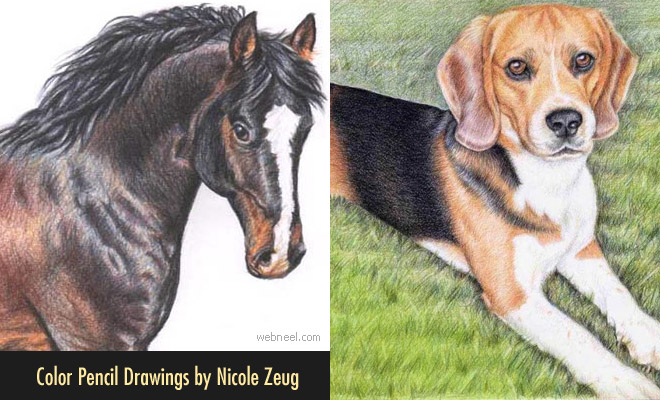 15 Realistic Animal Color Pencil Drawings by Nicole Zeug | lion color  pencil drawing nicole