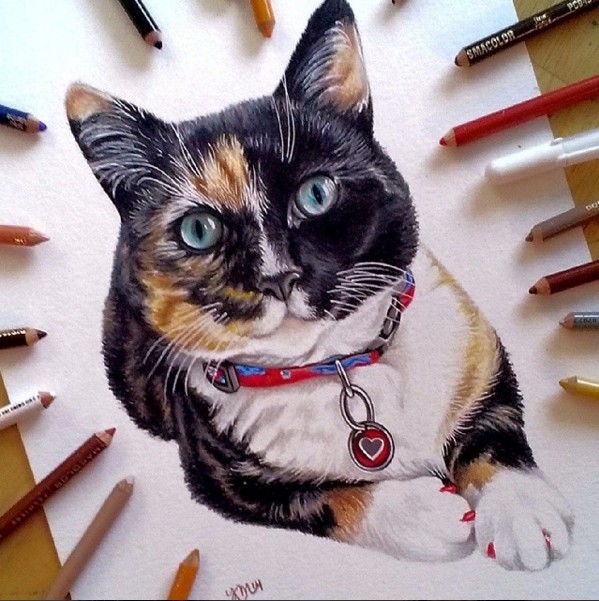10 cat color pencil drawing by krystle missildine