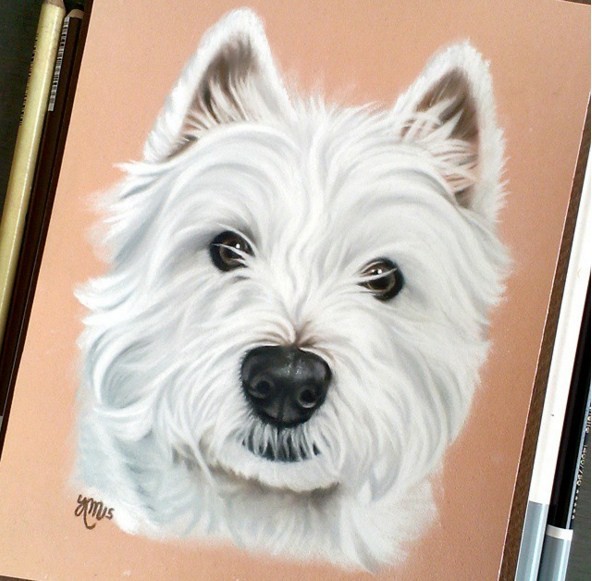 dog color pencil drawing by krystle missildine
