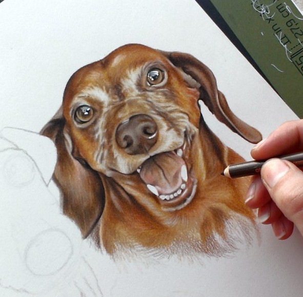 dog color pencil drawing by krystle missildine