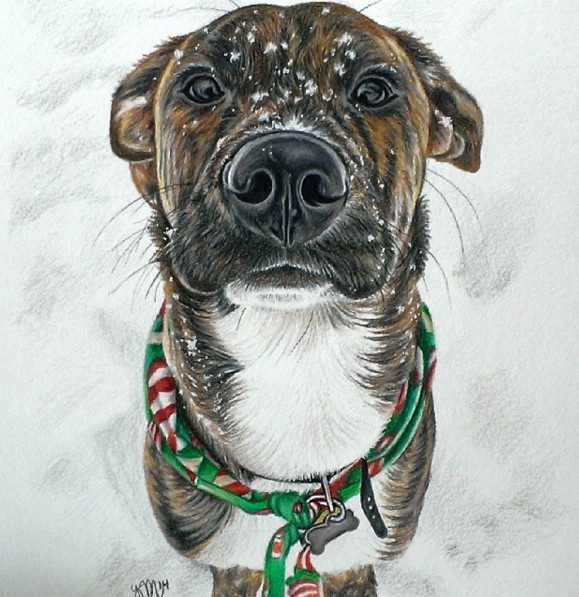 20 dog color pencil drawing by krystle missildine