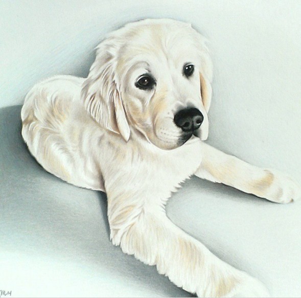 6 dog color pencil drawing by krystle missildine