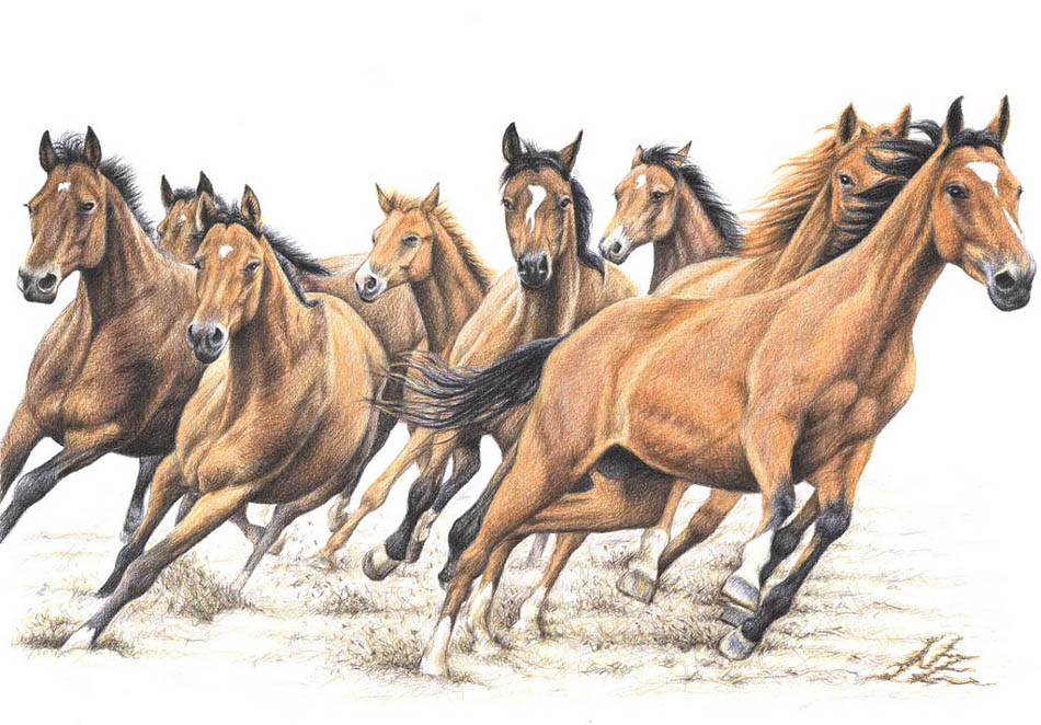 horse color pencil drawing nicole
