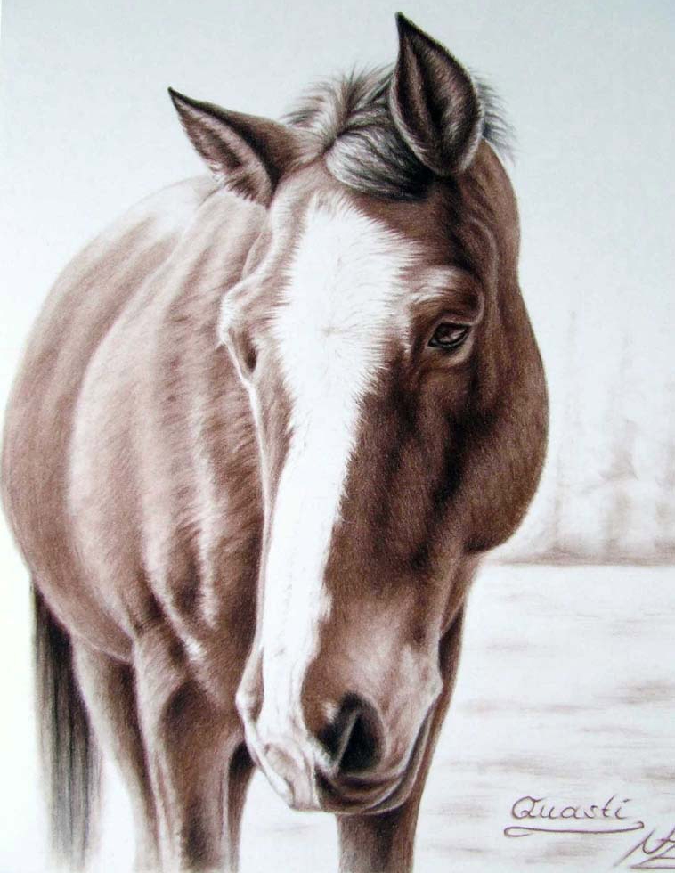 horse color pencil drawing nicole
