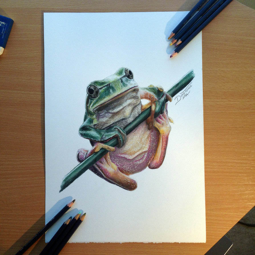 frog color pencil drawing dino