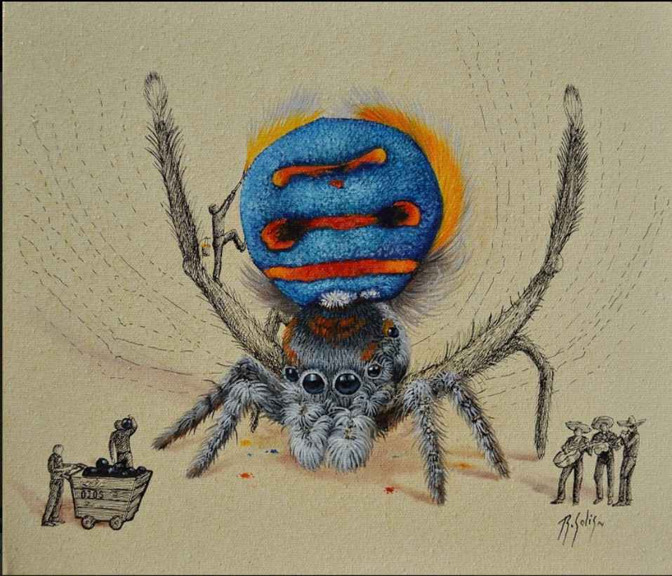 spider illustration ricardo solis
