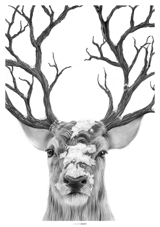 stag-pencil-drawing-laura