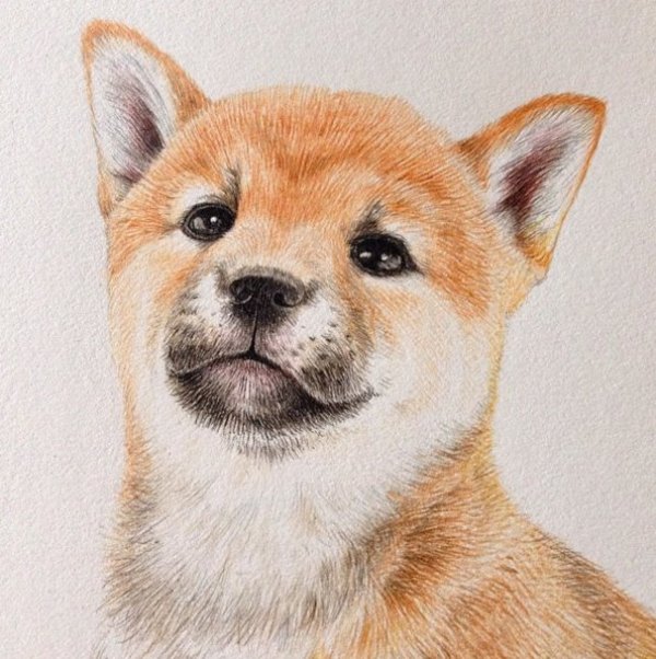 fox drawing by kozue