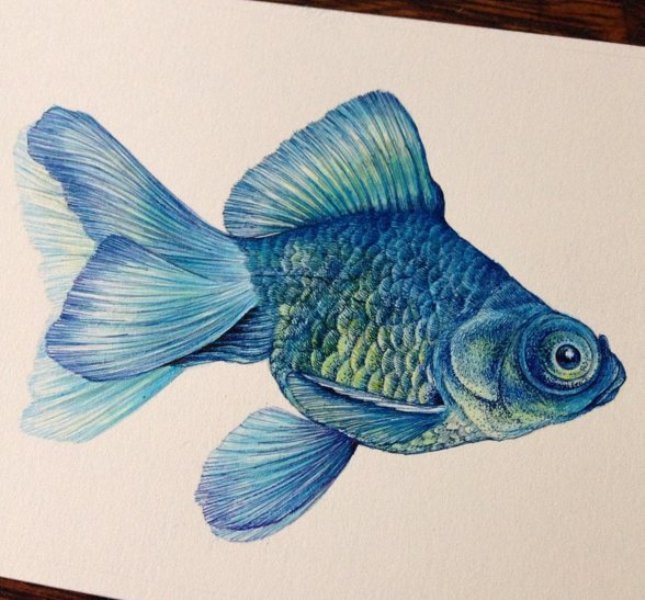 fish drawing by kozue