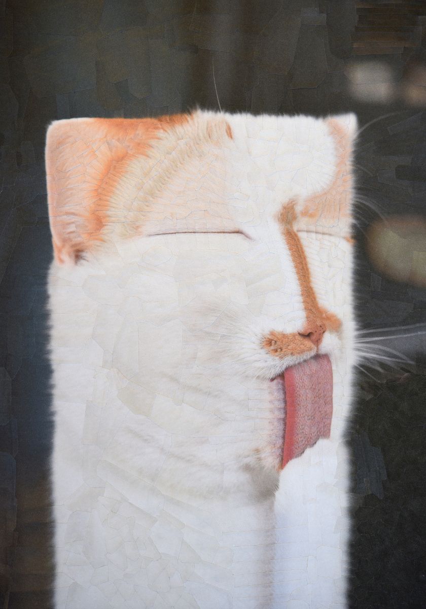 funny cat painitng rectangle charlie by lola dupre