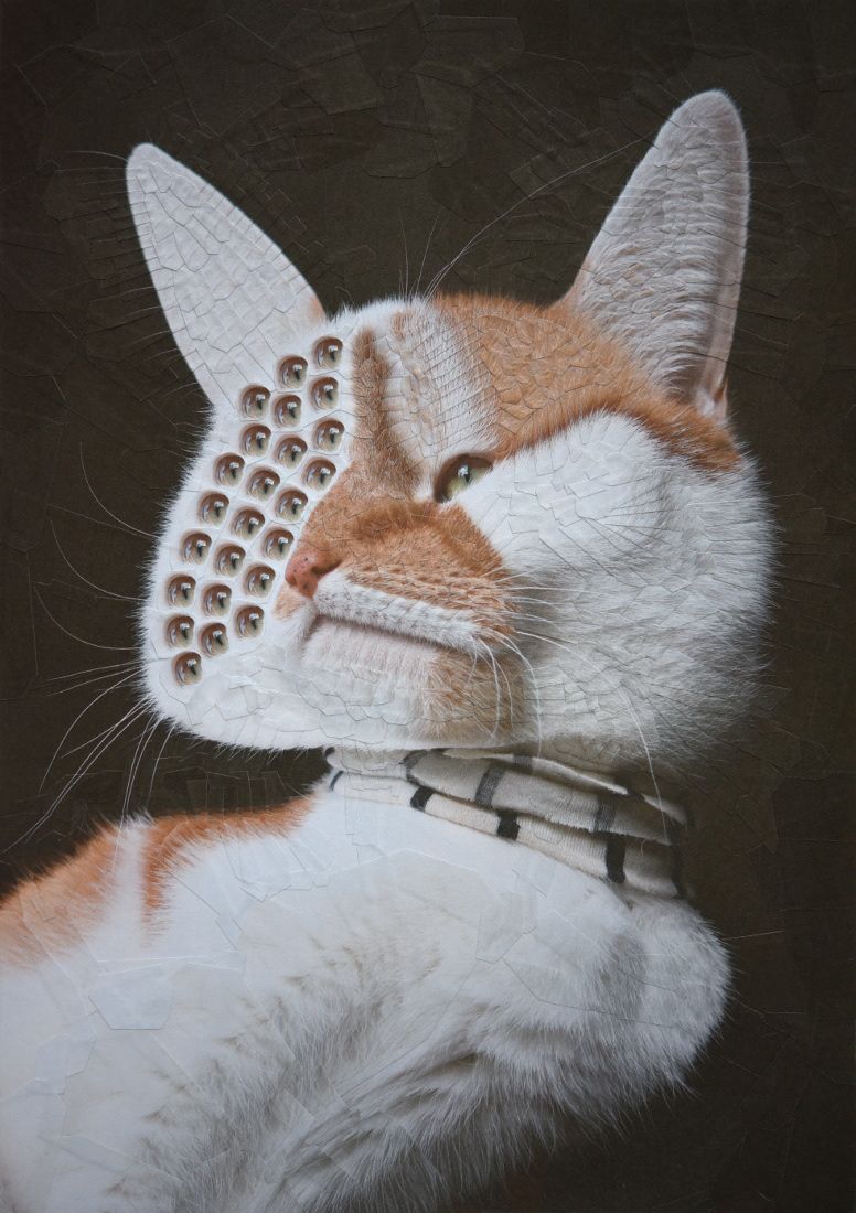 collage cat artwork multi eye by lola dupre