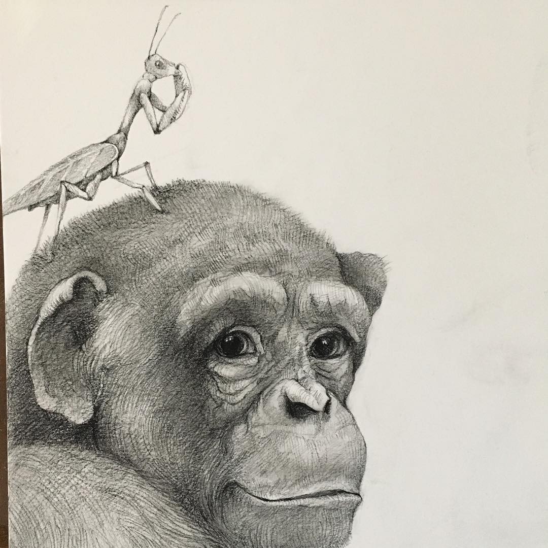 gorilla animal pencil drawing by adonna khare