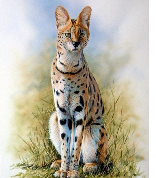 12 cheetah animal paintings by richard symonds