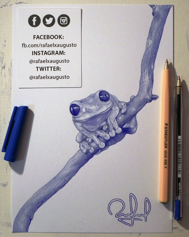 frog animal pen drawings by rafael augusto