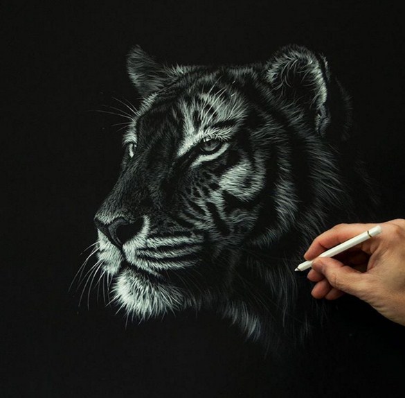 tiger animal paintings by richard symonds