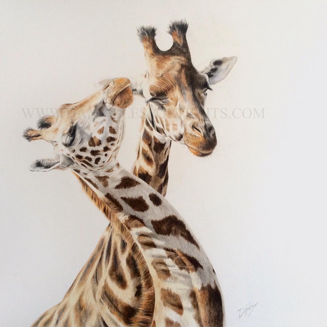 giraffe animal drawings by danielle fisher