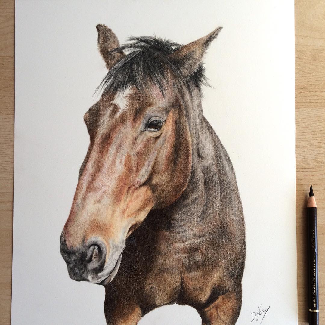 horse animal drawings by danielle fisher