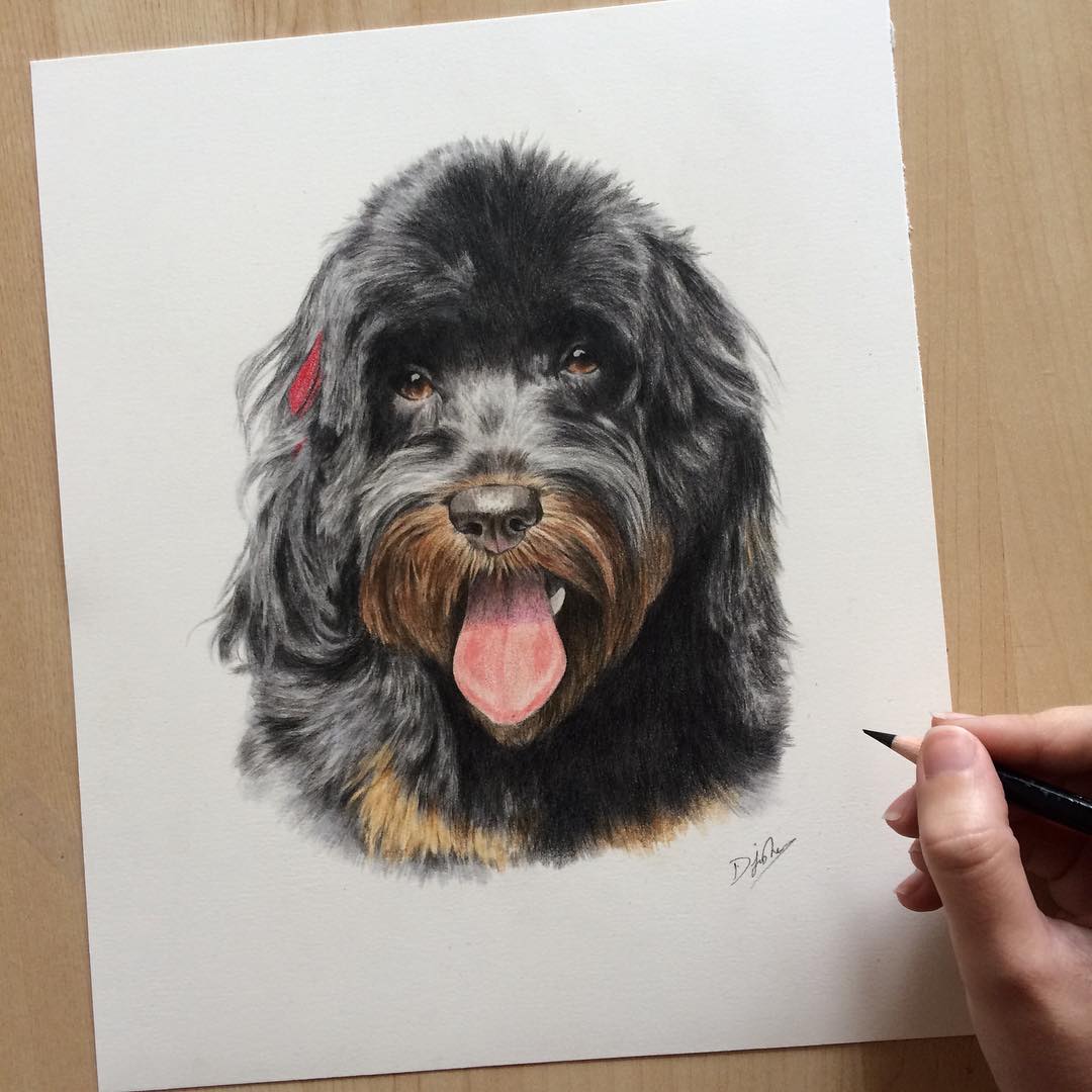 dog animal drawings by danielle fisher