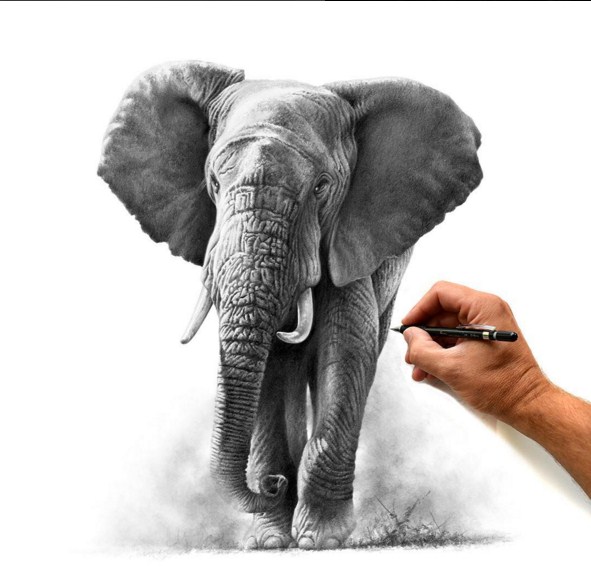 19 elephant animal paintings by richard symonds