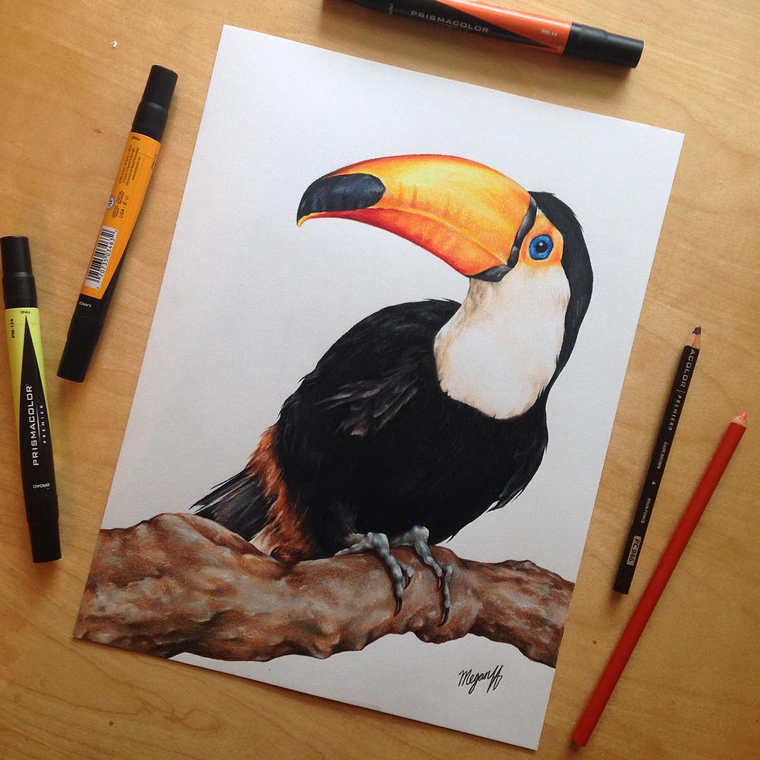 19 kingfisher bird color pencil drawing by megan renee