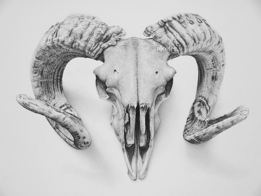 goat skull pencil drawings by nicolaus ferry