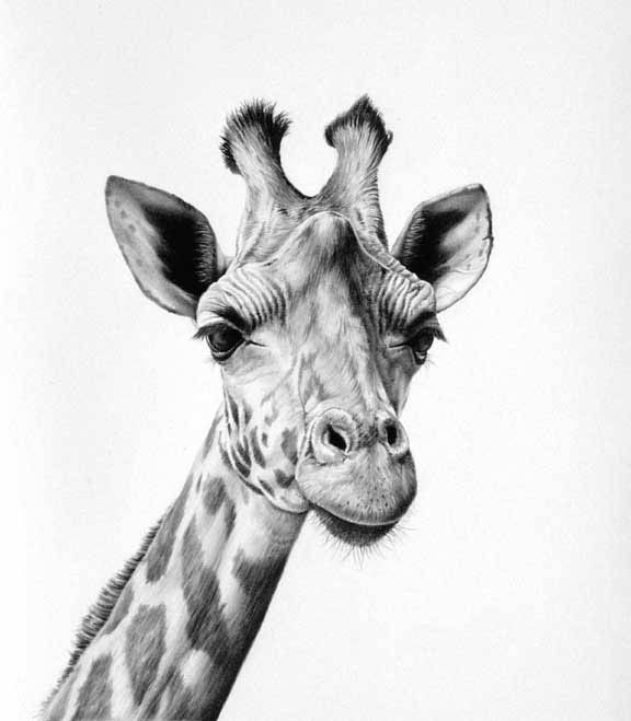 giraffe animal paintings by richard symonds