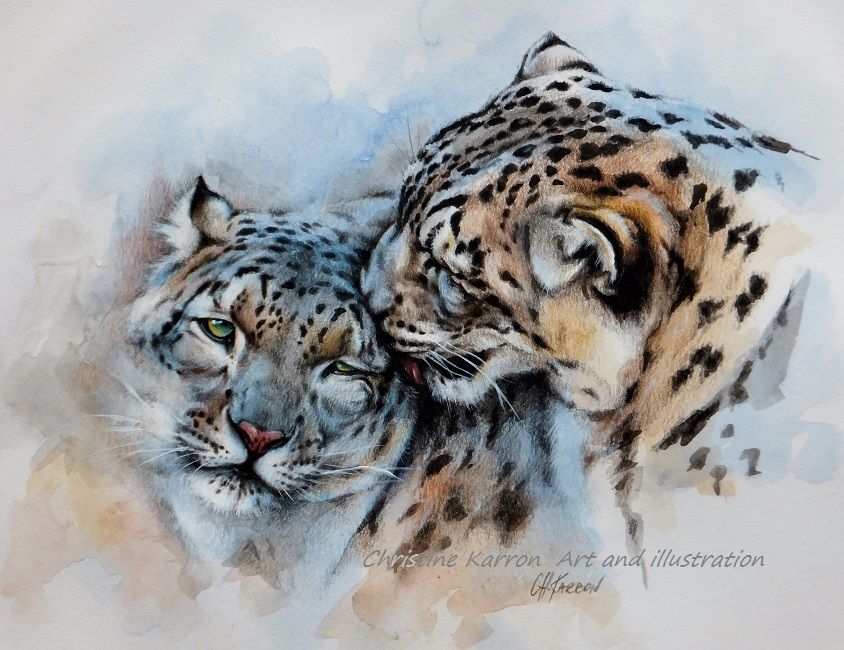 6 tigers watercolor paintings by christine karron