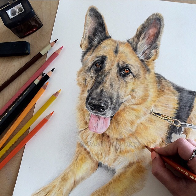 7 dog animal drawings by danielle fisher
