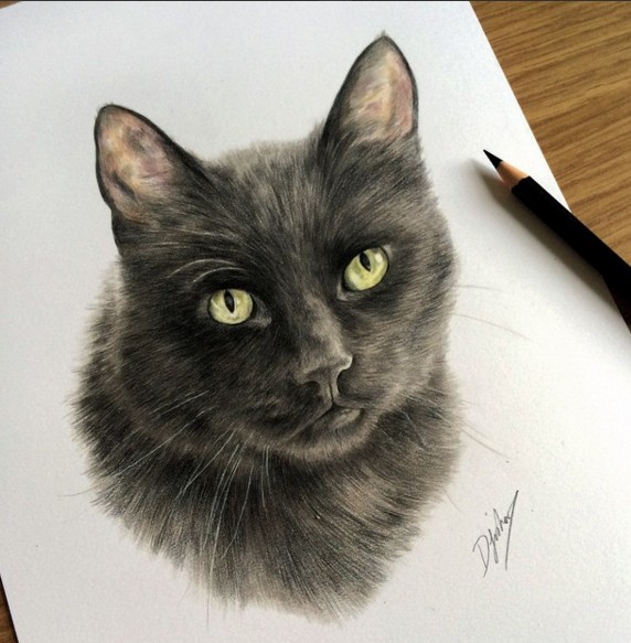cat animal drawings by danielle fisher