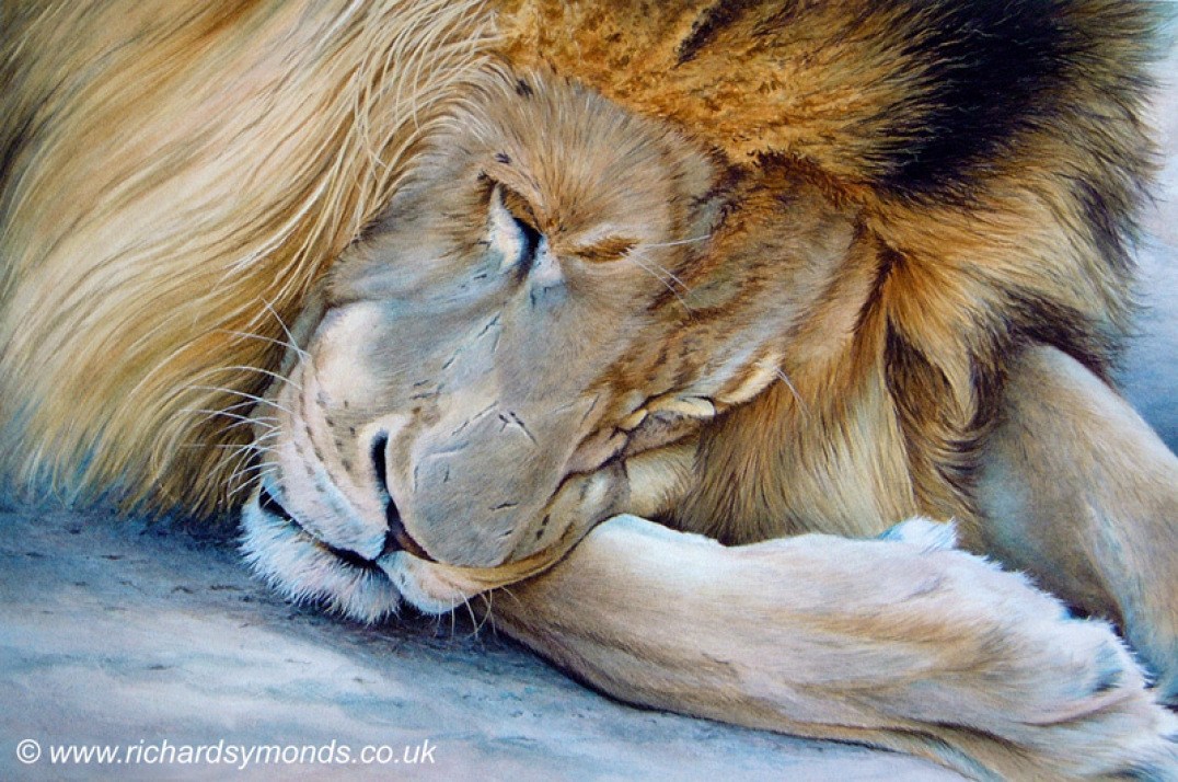 lion animal paintings by richard symonds