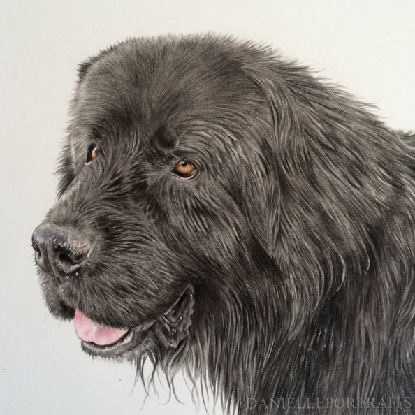 dog animal drawings by danielle fisher