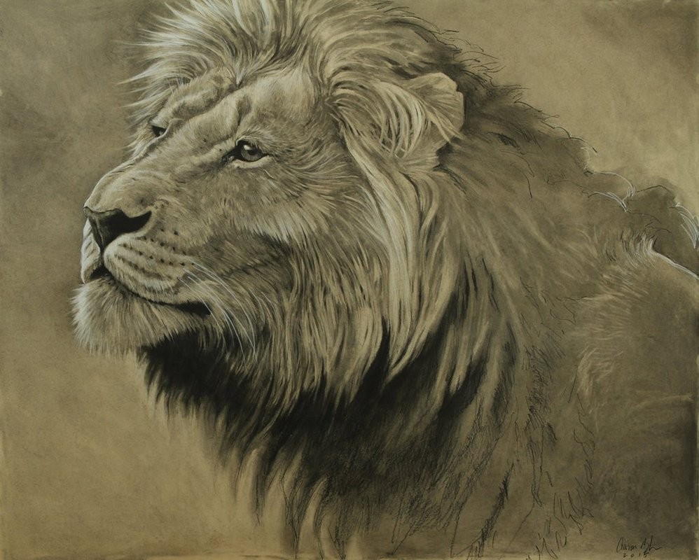 lion animal pencil drawings by aaron blaise