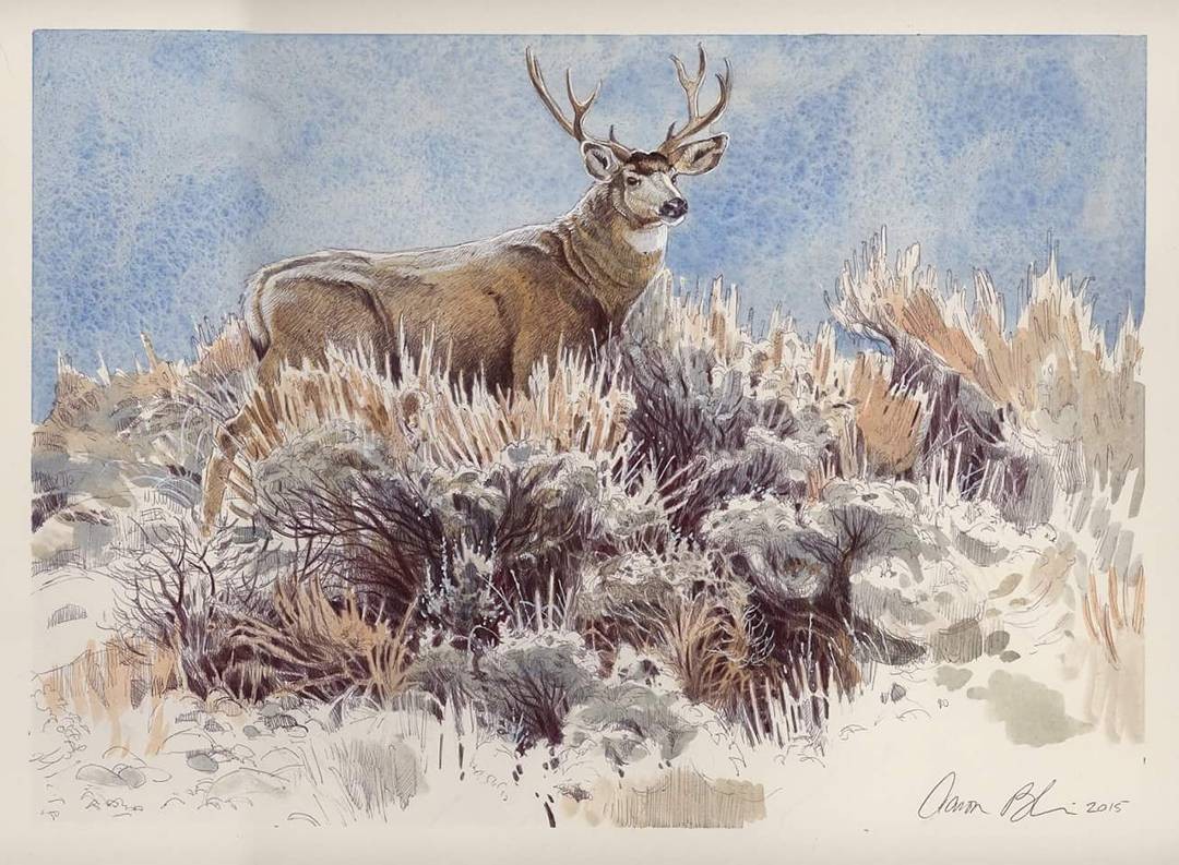 deer animal paintings by aaron blaise