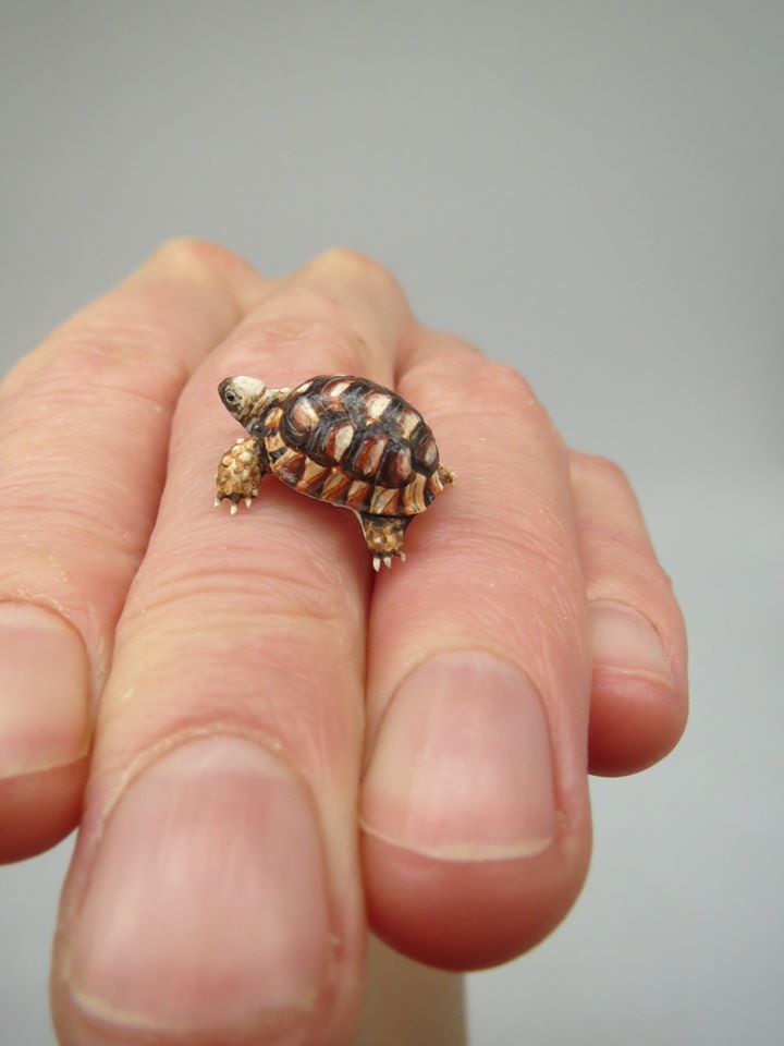 miniature polymer clay sculpture tortoise by fanni sandor