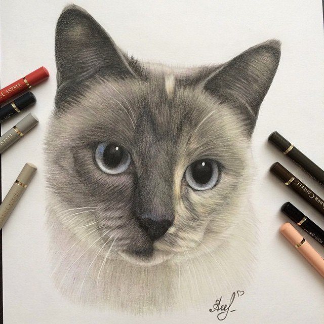 cat pencil drawing by gorba