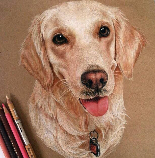 dog color pencil drawing by lahar