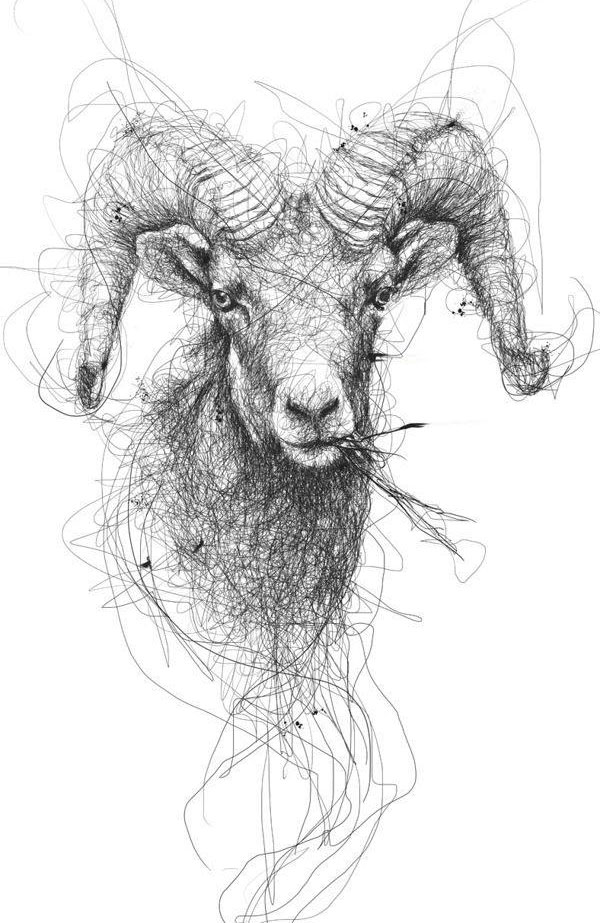 goat scribbles by vince low