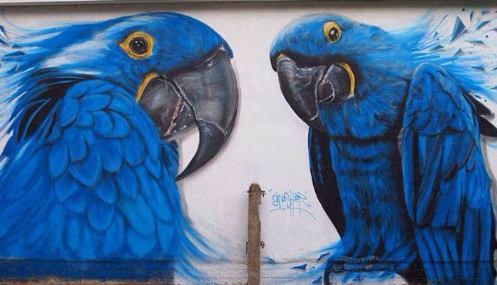 parrots street art
