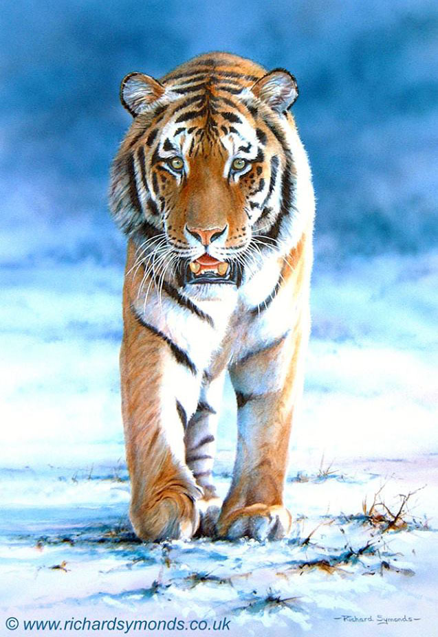 tiger painting by richard symonds