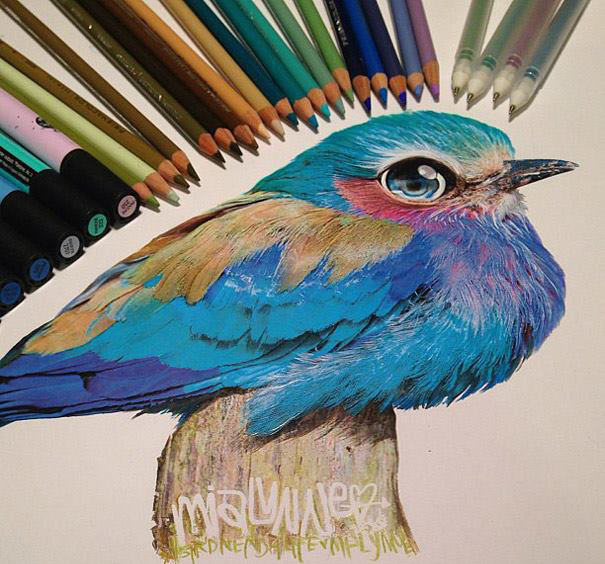bird pencil drawing by karla mialynne