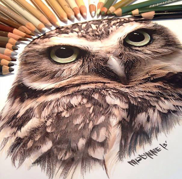 owl pencil drawing by karla