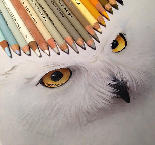 white owl pencil drawing by karla
