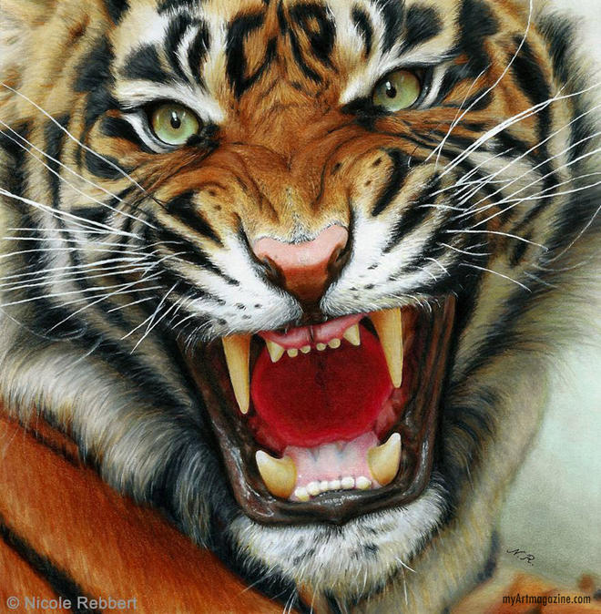 realistic drawing tiger by nicole rebbert