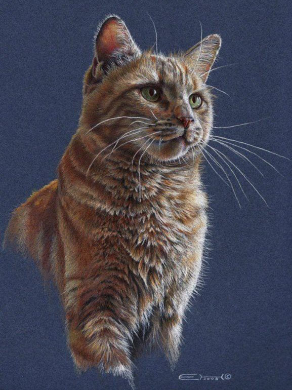 cat pencil drawing by esther