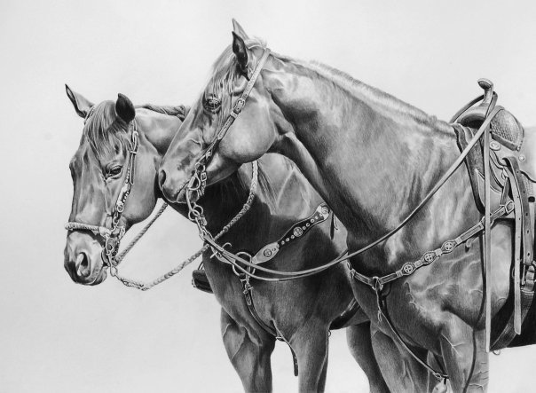 horse pencil drawing by maria