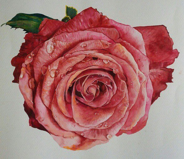Rose Blossom Pencil Drawing