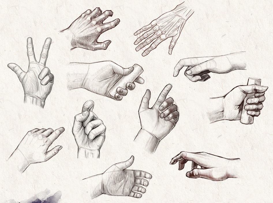 hand anatomy drawing helthenstorm -  1