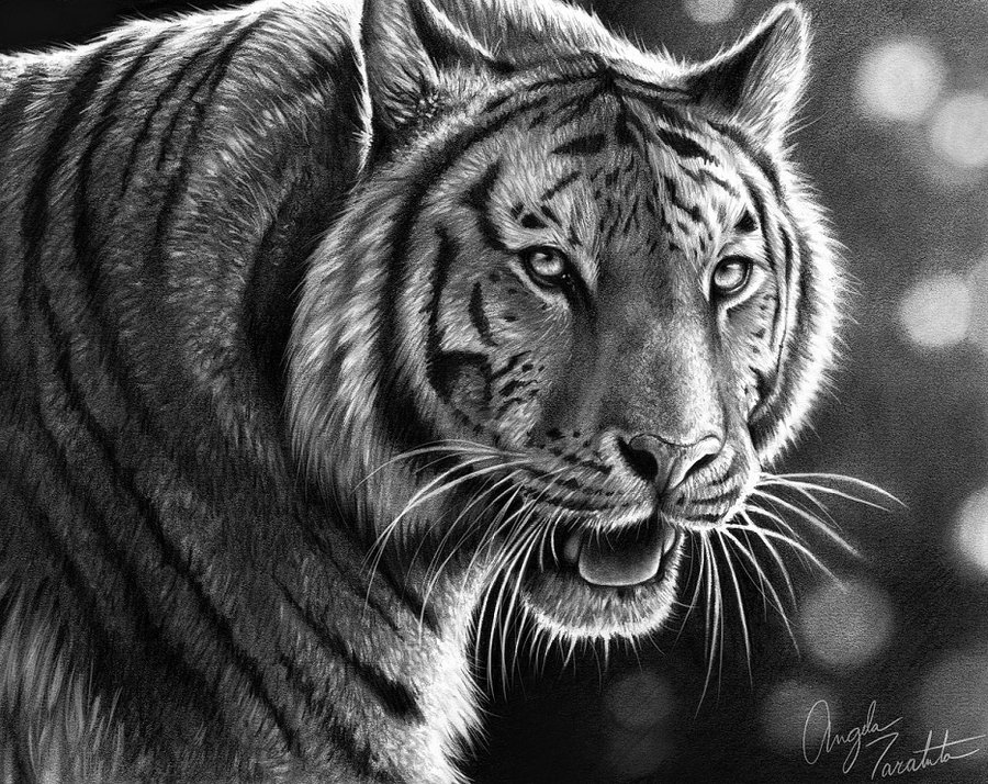 10 tiger animal drawings