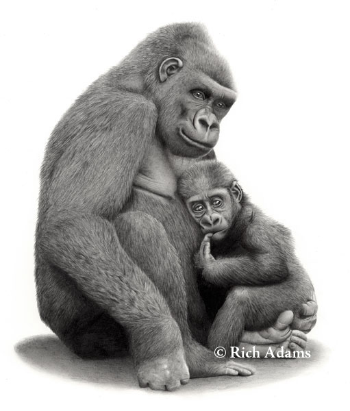 13 gorilla animal drawings